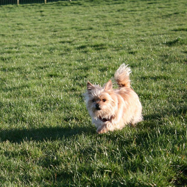 Hund auf einer Wiese (Symbolbild), Foto: Thea Harrison auf Unsplash