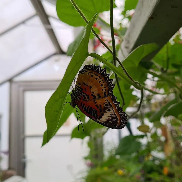 Schmetterling im Schmetterlingshaus der Gärtnerei Schwarz (Foto: C. Hoffmann)