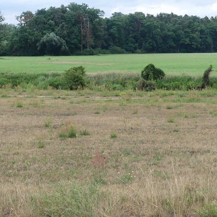 Wässerwiese im Hintergrund, davor: derzeit nicht bewässertes Grundstück (Foto: Landschaftspflegeverband Schwabach e.V.)
