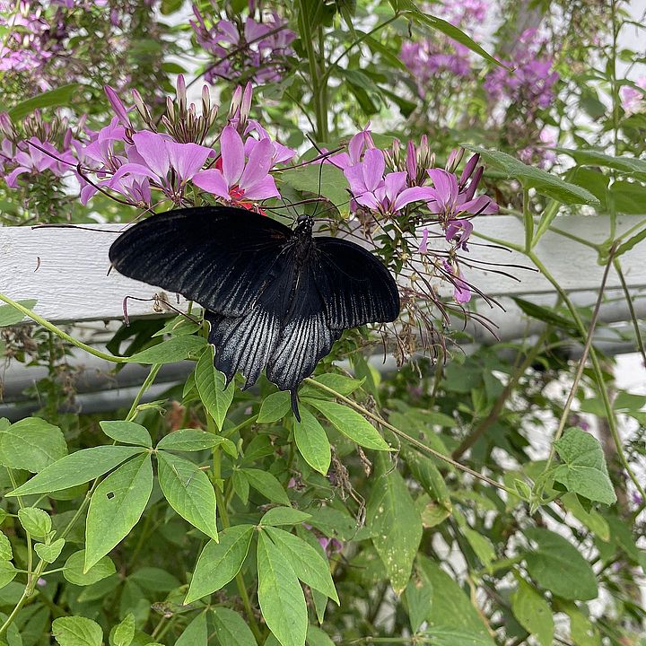 Schmetterling im Schmetterlingshaus der Gärtnerei Schwarz (Foto: Gentner)