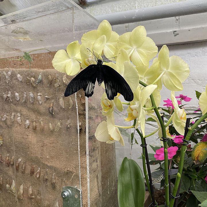 Schmetterling im Schmetterlingshaus der Gärtnerei Schwarz (Foto: Gentner)